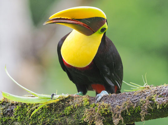 GOLDKEHLTUKAN (SWAINSONTUKAN), CHETNUT-MANDIBLED  TOUCAN,      RAMPHASTOS SWAINSONII 
