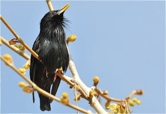 EINFARBSTAR, SPOTTLESS STARLING, STURNUS UNICOLOR