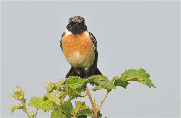 SCHWARZKEHLCHEN, STONECHAT, SAXICOLA TORQUATUS