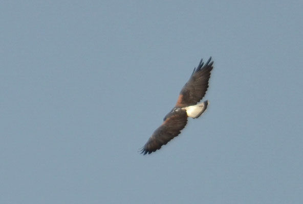 WEISSSCHWANZBUSSARD, WHITE-TAILED HAWK, GERANOAETUS ALBICAUDATUS