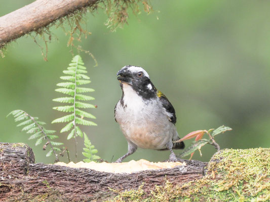 Schwarzschwingensaltator, Black-winged Saltator - Saltator atripennis