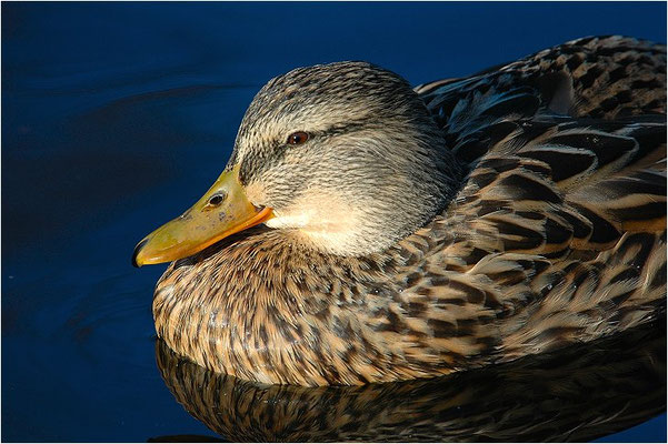 STOCKENTE, MALLARD, ANAS PLATYRHYNCHOS