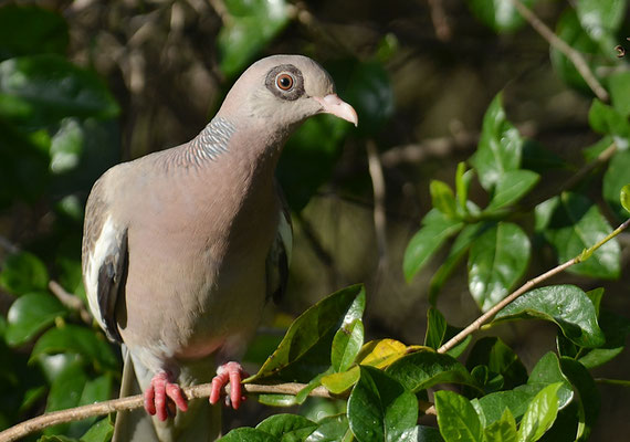 NACKTAUGENTAUBE, BARE-EYED PIGEON, PATAGIOENAS CORENSIS 