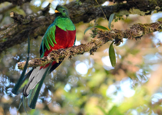 QUETZAL, RESPLENDENT QUETZAL, PHAROMACHRUS MOCINNO