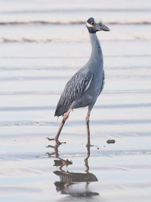 Krabbenreiher, Yellow-crowned Night-Heron - Nyctanassa violacea