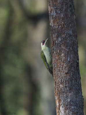 GRÜNSPECHT, GREEN WOODPECKER, PICUS VIRIDIS
