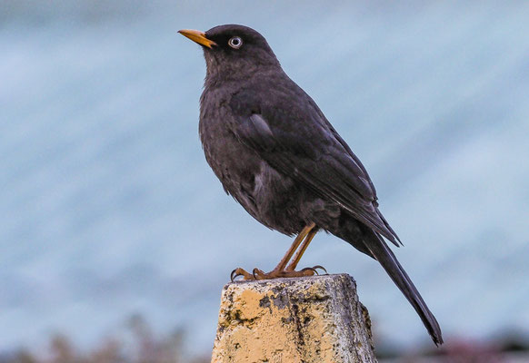 RUSSDROSSEL, SLATY ROBIN, TURDUS NIGRESCENS