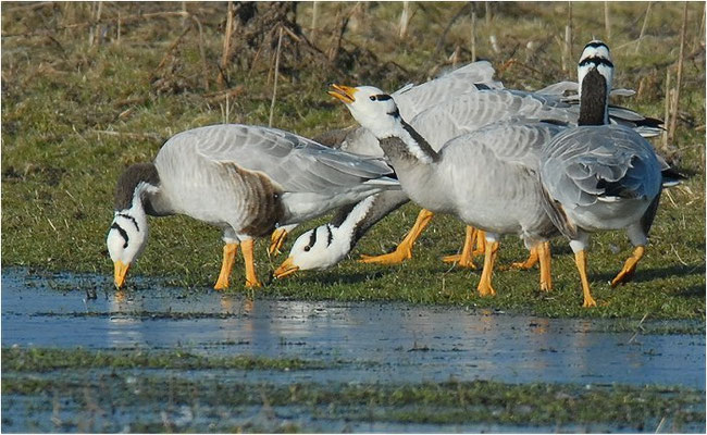 STREIFENGANS, BAR-HEADED GOOSE, ANSER INDICUS
