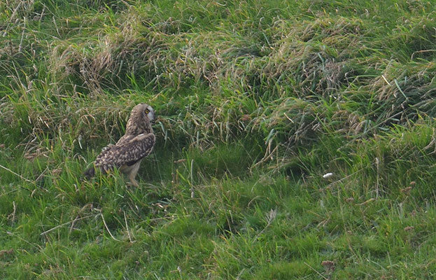 SUMPFOHREULE, SHORT-EARED OWL, ASIO FLAMMEUS