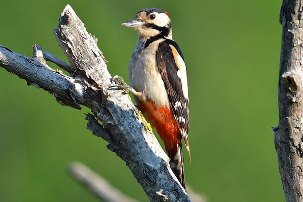BUNTSPECHT, GREAT SPOTTED WOODPECKER, DENDROCOPOS MAJOR