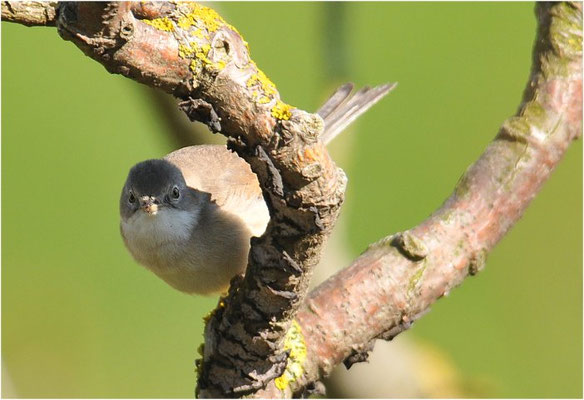 DORNGRASMÜCKE, WHITETHROAT, SYLVIA COMMUNIS
