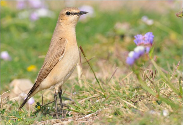 ISABELLSTEINSCHMÄTZER, ISABELLINE WHEATEAR, OENANTHE ISABELLINA