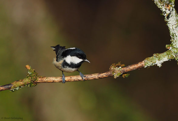 TANNENMEISE, COAL TIT, PERIPARUS ATER