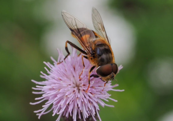 GEMEINE KEILFLECKSCHWEBFLIEGE, ERISTALIS PERTINAX