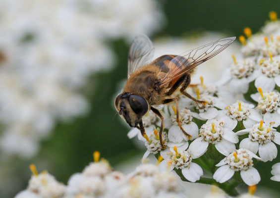 Mistbiene (Scheinbienen-Keilfleckschwebfliege), Eristalis tenax