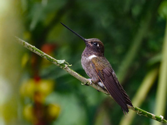 BRAUNER ANDENKOLIBRI, BROWN INCA - COELIGENA WILSONI