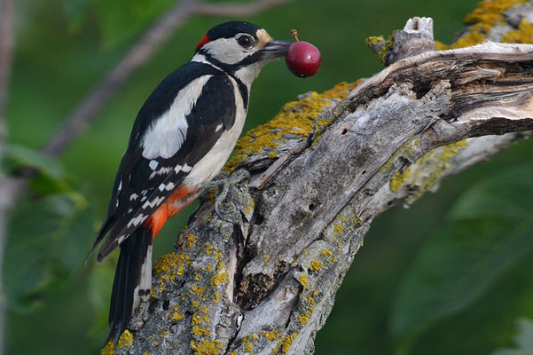 BUNTSPECHT, GREAT SPOTTED WOODPECKER, DENDROCOPOS MAJOR