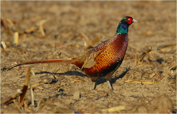 FASAN, COMMON PHEASANT, PHASIANUS COLCHICUS