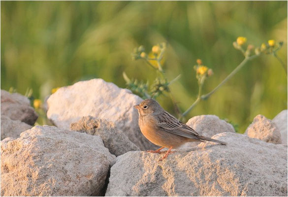 GRAUORTOLAN, CRETZSCHMAR´S BUNTING, EMBERIZA CAESIA