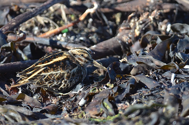ZWERGSCHNEPFE, JACK SNIPE, LYMNOCRYPTES MINIMUS