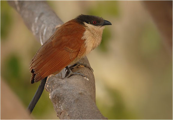 SPORENKUCKUCK, SENEGAL COUCAL, CENTROPUS SENEGALENSIS