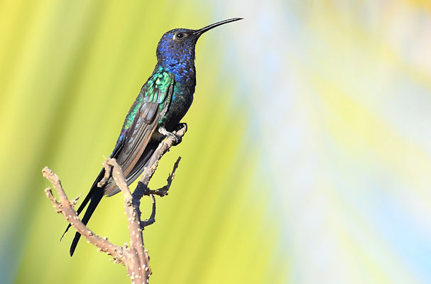 Blauer Gabelschwanzkolibri, Swallow-tailed hummingbird, Eupetomena macroura