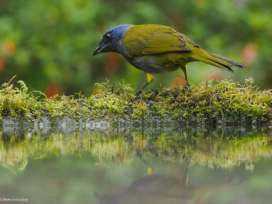 BLAUKAPPEN-TANGARE, BLUE-CAPPED TANAGER - SPORATHRAUPIS CYANOCEPHALA
