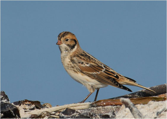 SPORNAMMER, LAPLAND BUNTING, CALCARIUS LAPPONICUS