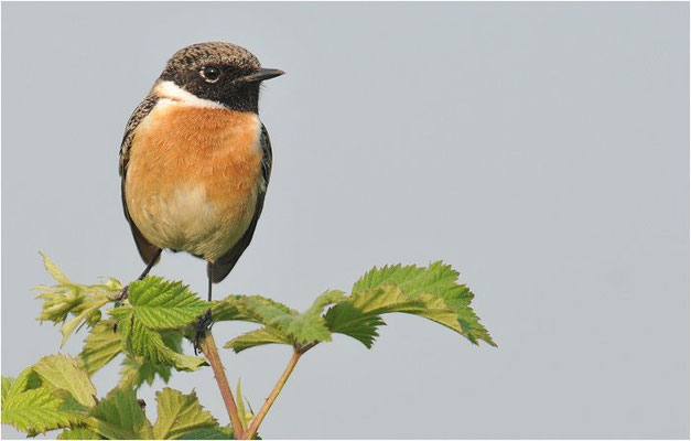 SCHWARZKEHLCHEN, STONECHAT, SAXICOLA TORQUATUS