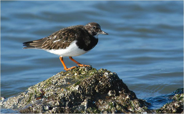 STEINWÄLZER, RUDDY TURNSTONE, ARENARIA INTERPRES