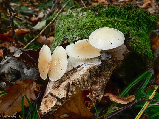 Beringter Schleimrübling - Oudemansiella mucida