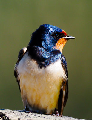 RAUCHSCHWALBE, BARN SWALLOW, HIRUNDO RUSTICA