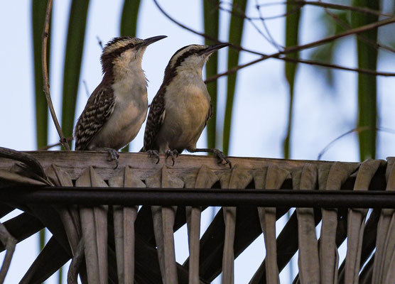 ROTNACKENZAUNKÖNIG, RUFOUS-NAPED WREN, CAMPYLORHYNCHUS RUFINUCHA