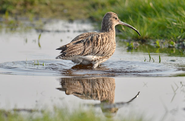 BRACHVOGEL, CURLEW, NUMENIUS ARQUATA