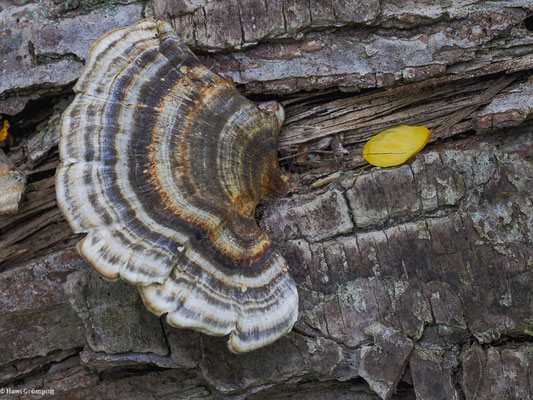 Schmetterlings-Tramete - Trametes versicolor