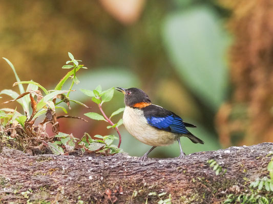 Halsband-Naschvogel, Golden-Collared Honeycreeper - Iridophanes pulcherrimus