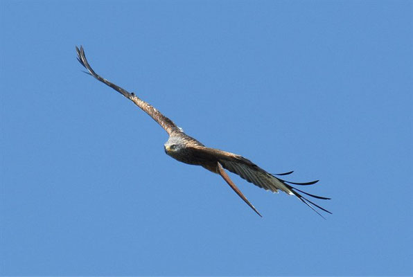 ROTMILAN, RED KITE, MILVUS MILVUS