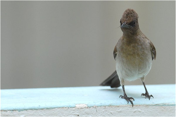 GRAUBÜLBÜL, COMMON BULBUL, PYCNONOTUS BARBATUS