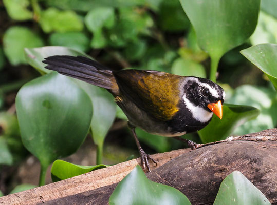 GOLDSCHNABEL-RUDERAMMER, ORANGE-BILLED SPARROW, ARREMON AURANTIIROSTRIS