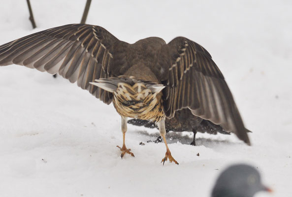 MISTELDROSSEL, MISTLE TRUSH, TURDUS VISCIVORUS