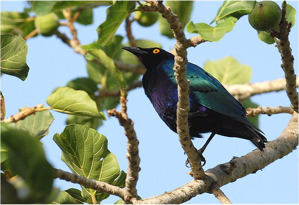 GRÜNSCHWANZGLANZSTAR, GREATER BLUE-EARED GLOSSY STARLING, LAMPROTORNIS CHALYBAEUS