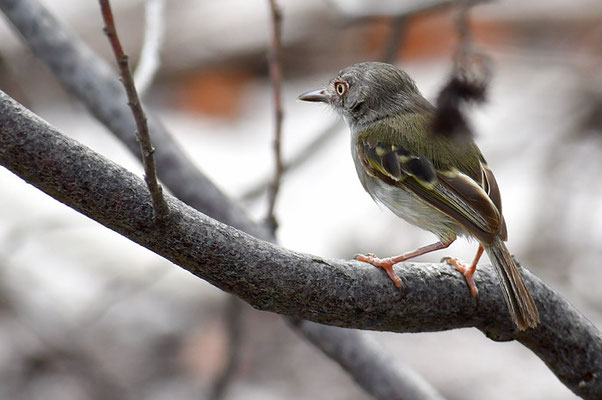 PERLBAUCH-TODYTYRANN, PEARLY-VENTED TODY-TYRANT, HEMITRICCUS MARGARITACEIVENTER