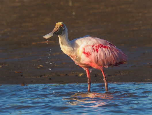 ROSALÖFFLER, ROSEATE SPOONBILL, PLATALEA AJAJA