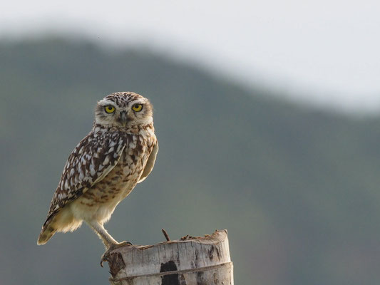 KANINCHENEULE, BURROWING OWL - ATHENE CUNICULARIA