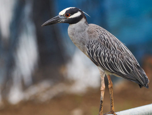 Krabbenreiher, Yellow-crowned Night-Heron - Nyctanassa violacea