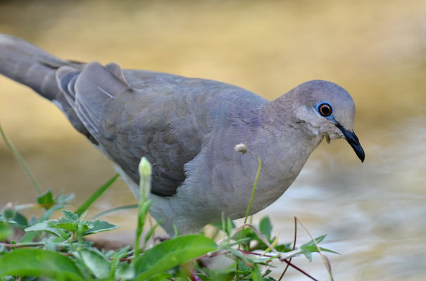 WEISSSTIRNTAUBE, WHITE-TIPPED DOVE, LEPTOTILA VERREAUXI
