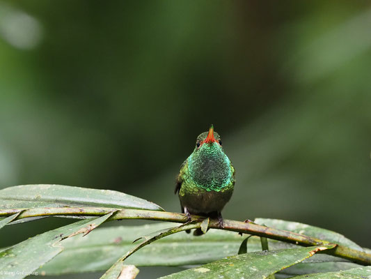 BRAUNSCHWANZAMAZILIE, RUFOUS-TAILED AMAZILIA - AMAZILIA TZACATL