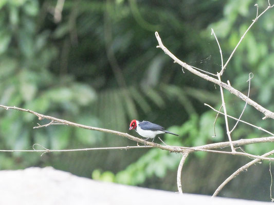 Dominikanerkardinal, Red-capped Cardinal - Paroaria gularis