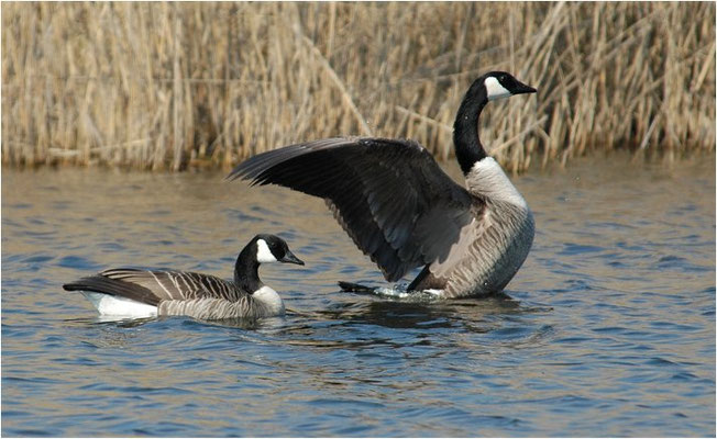 KANADAGANS, CANADA GOOSE, BRANTA CANADENSIS
