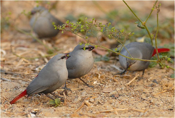 SCHÖNBÜRZELCHEN, LAVENDER WAXBILL, ESTRILDA CAERULESCENS